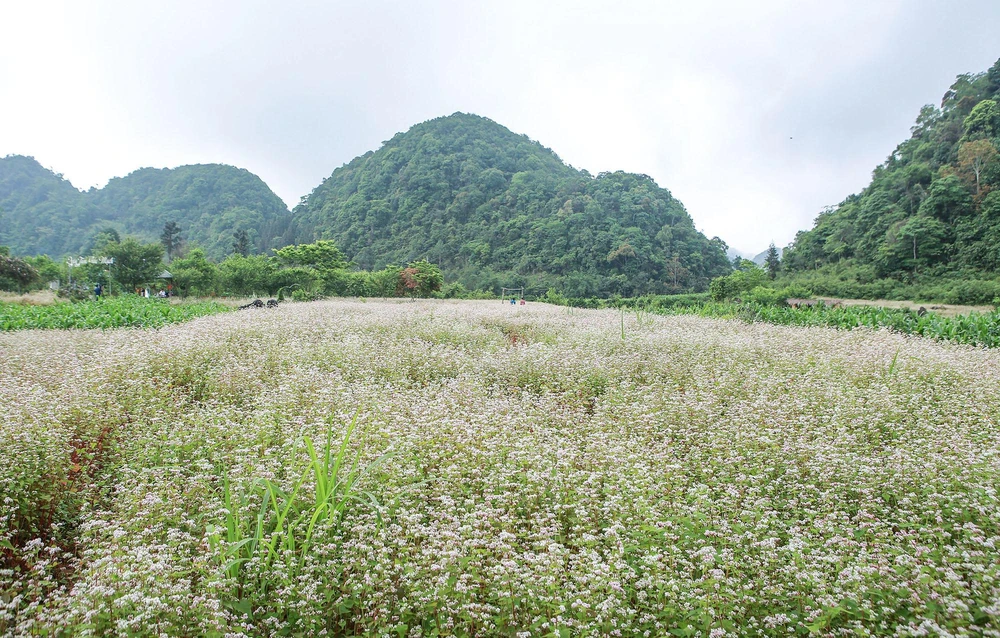Từ tháng 9 đến tháng 12 là lúc hoa tam giác mạch đua nhau khoe sắc thắm, phủ kín nhiều thung lũng, triền núi trên cao nguyên đá Hà Giang.