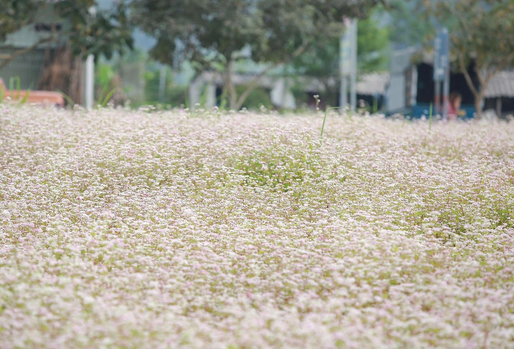"Tôi không ngờ đến đây mùa này lại có thể bắt gặp được cánh đồng hoa tam giác mạch bạt ngàn như thế này. Tôi đã có rất nhiều bức ảnh đẹp ở đây" - chị Thy tâm sự.