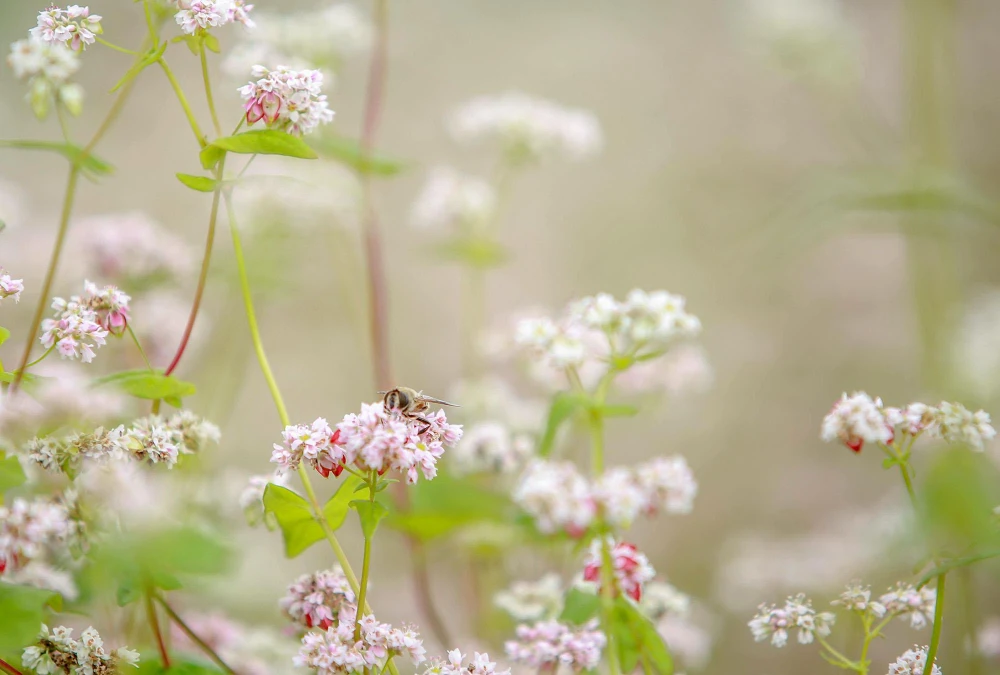 Hoa tam giác mạch có nhiều màu, trắng, hồng, tím... Người dân ở đây cho biết, hoa tam giác mạch xuất hiện từ lâu. Có hai loại, một để trồng lấy hoa thì năng suất hạt mạch thấp và loại hai có màu xanh chỉ để lấy hạt nên năng suất rất cao.