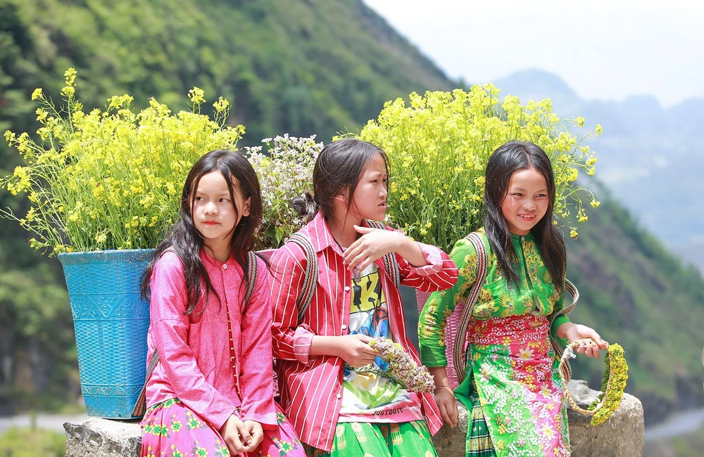 Trước kia, người dân chỉ trồng để lấy hạt làm bánh, kẹo, nấu rượu… Nay hoa tam giác mạch trở thành thương hiệu du lịch nổi tiếng của Hà Giang.