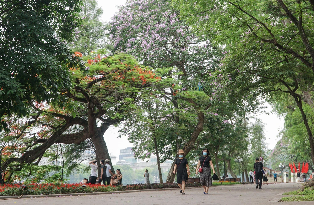 Bằng lăng và phượng vĩ là hai thứ hoa đặc biệt của tuổi học trò, của mùa thi và chia tay mái trường. Hai loại hoa tiếp bước nhau làm nên màu sắc của cả một mùa hạ dài.