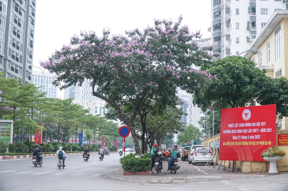 Mỗi tháng của Hà Nội đều ứng với một mùa hoa đặc trưng. Nếu như tháng 3 là mùa của những bông hoa sưa nhỏ xinh, khoe sắc trắng tinh khiết, tháng 4 mùa của hoa loa kèn dịu dàng khắp phố thì tháng 5 là sắc tím đặc trưng của bằng lăng. Đây là loài hoa báo hiệu cho mùa hạ đang về.