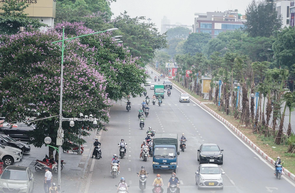 Ghi nhận trên nhiều tuyến phố ở Hà Nội vào thời điểm này, những cây hoa bằng lăng đang thời kỳ nở rộ, khoe sắc tím biếc.