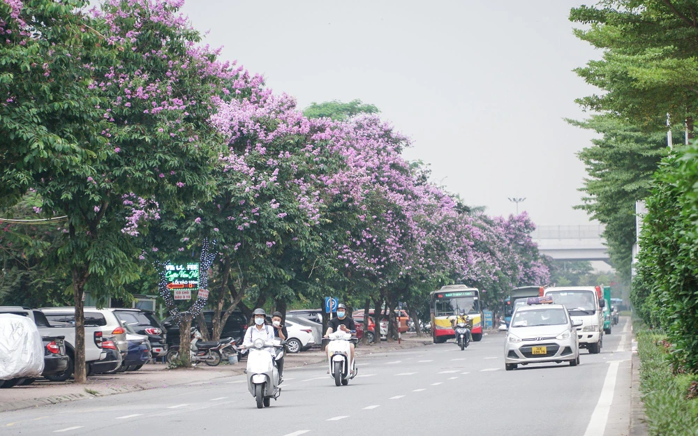 Hoa bằng lăng có nguồn gốc từ Ấn Độ với màu sắc tím nhạt, ở Việt Nam thường được trồng để làm cảnh quan đô thị. Những cánh hoa mỏng, khoe sắc rực rỡ dưới nắng hè làm nên vẻ đẹp rất riêng cho Hà Nội.