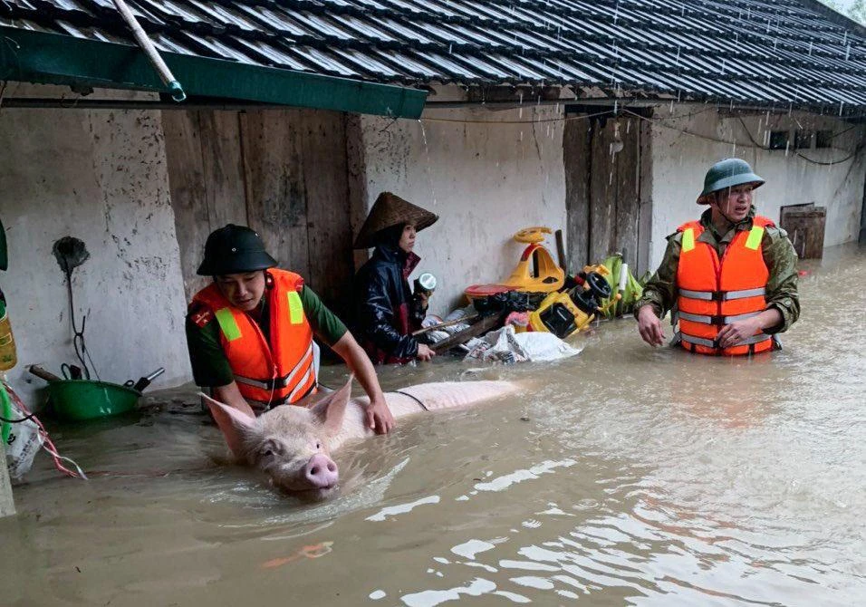 Hình ảnh lực lượng chức năng ở Vĩnh Phúc giúp người dân di dời vật nuôi ra khỏi khu vực bị ảnh hưởng của mưa lũ. Hình ảnh lực lượng chức năng ở Vĩnh Phúc giúp người dân di dời vật nuôi ra khỏi khu vực bị ảnh hưởng của mưa lũ.