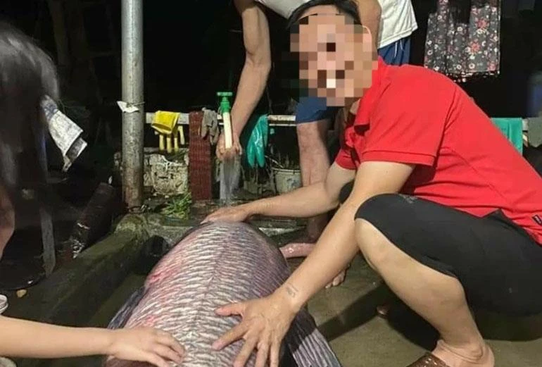 Con cá nặng hơn 50 kg được người dân bắt được ở hồ Thác Bà. Ảnh HỒNG VŨ