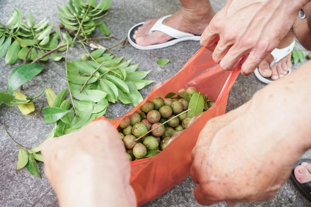 Những quả sấu tươi rói, mỗi kg sấu có giá 20.000-25.000 đồng, nếu là đầu vụ có thể từ 35.000-40.000 đồng/kg.