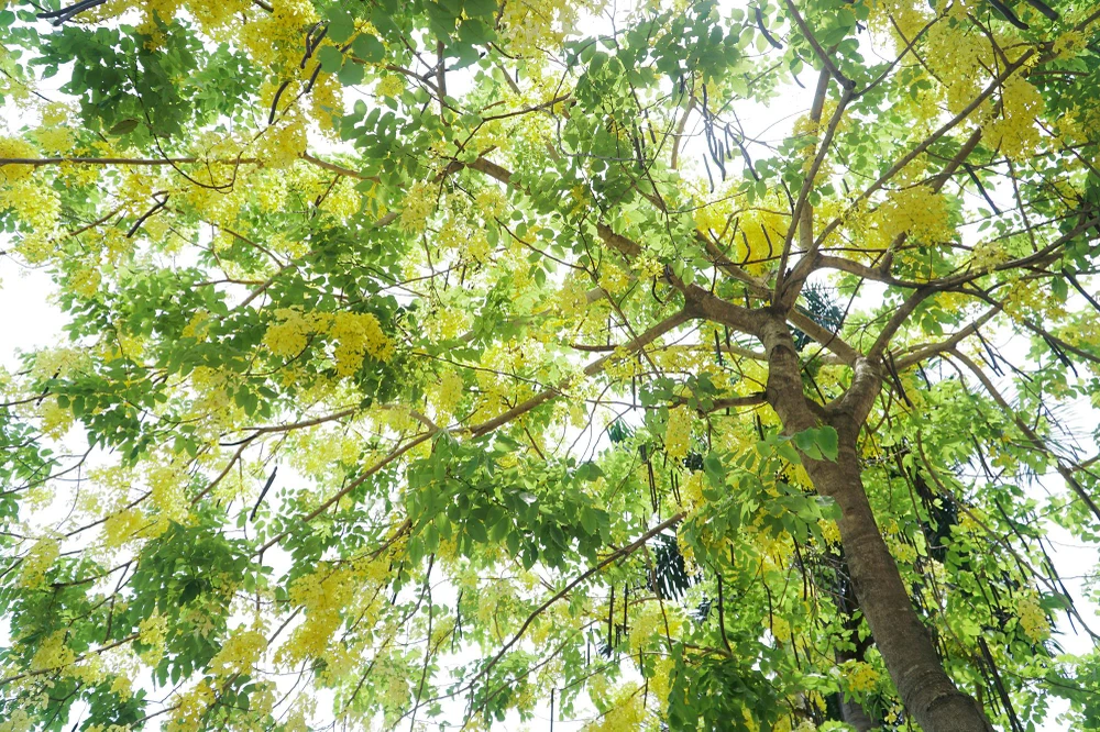 Muồng hoàng yến thuộc cây thân gỗ, hoa đẹp, có mùi thơm nên được chọn làm cây bóng mát cũng như làm đẹp cảnh quan.