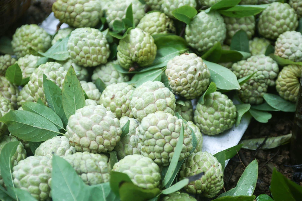 Theo đại diện UBND huyện Chi Lăng, na ở đây là cây trồng được người dân ví với cái tên “vàng trên núi”. Năm nay với khoảng 20.000 tấn na, doanh thu đạt được 700 tỉ đồng/năm. Theo đại diện UBND huyện Chi Lăng, na ở đây là cây trồng được người dân ví với cái tên “vàng trên núi”. Năm nay với khoảng 20.000 tấn na, doanh thu đạt được 700 tỉ đồng/năm.