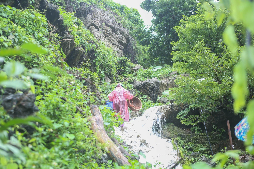 Người dân ở đây phải trèo đèo, lội suối... để hái được những trái na cheo leo trên những vách núi. Người dân ở đây phải trèo đèo, lội suối... để hái được những trái na cheo leo trên những vách núi.
