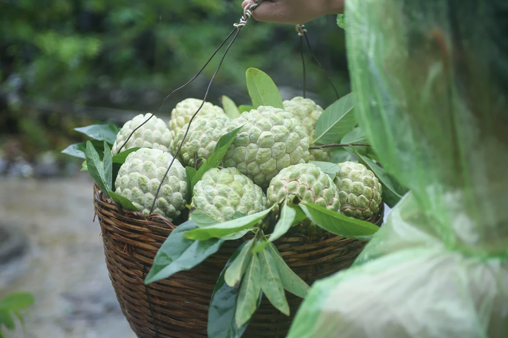 Hiện nay, diện tích na trên địa bàn Chi Lăng sản xuất theo tiêu chuẩn GlobalGAP đạt 35 ha, sản xuất theo tiêu chuẩn VietGAP đạt 698,92 ha. Giống na này được người tiêu dùng yêu thích bởi quả đều to, da xanh nhạt, kẽ mắt trắng hồng, cùi dày, ít hạt, vị ngọt thanh, thơm ngon đặc trưng. Hiện nay, diện tích na trên địa bàn Chi Lăng sản xuất theo tiêu chuẩn GlobalGAP đạt 35 ha, sản xuất theo tiêu chuẩn VietGAP đạt 698,92 ha. Giống na này được người tiêu dùng yêu thích bởi quả đều to, da xanh nhạt, kẽ mắt trắng hồng, cùi dày, ít hạt, vị ngọt thanh, thơm ngon đặc trưng.