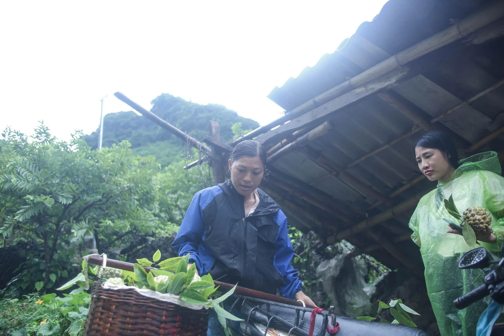 Chị Nông Thư (sống tại thị trấn Đồng Mỏ, Chi Lăng, Lạng Sơn) tiết lộ, vào vụ, gia đình chị thường dậy từ sớm để leo lên núi hái na. "Na được thu hoạch khi mắt mở to, vỏ dần chuyển màu xanh nhạt, ngả trắng sáng. Khoảng hai tiếng buổi sáng, mỗi người chúng tôi chọn lọc và cắt được khoảng 45kg", chị Thư nói. Chị Nông Thư (sống tại thị trấn Đồng Mỏ, Chi Lăng, Lạng Sơn) tiết lộ, vào vụ, gia đình chị thường dậy từ sớm để leo lên núi hái na. "Na được thu hoạch khi mắt mở to, vỏ dần chuyển màu xanh nhạt, ngả trắng sáng. Khoảng hai tiếng buổi sáng, mỗi người chúng tôi chọn lọc và cắt được khoảng 45kg", chị Thư nói.