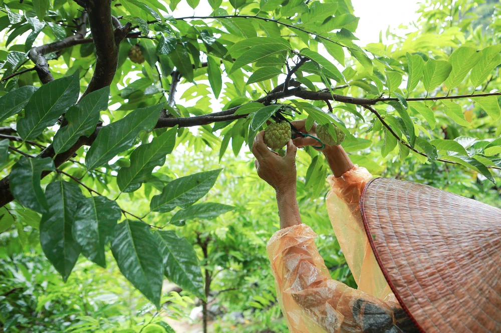 Dù thời tiết những ngày gần đây ở miền Bắc mưa nặng hạt, nhưng người dân nơi đây vẫn khoác áo mưa, đội nói mũ... để đi hái na, kịp cho thương lái thu mua. Dù thời tiết những ngày gần đây ở miền Bắc mưa nặng hạt, nhưng người dân nơi đây vẫn khoác áo mưa, đội nói mũ... để đi hái na, kịp cho thương lái thu mua.