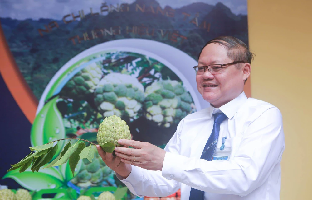 Ông Vi Nông Trường, Chủ tịch UBND huyện Chi Lăng (Lạng Sơn) cho biết, nhờ phát triển cây na mà nhiều hộ dân trong huyện đã có thu nhập khá, từ vài chục đến vài trăm triệu đồng/năm. Từ thôn, bản nghèo khó nay đã có 60-70% hộ giàu. Ông Vi Nông Trường, Chủ tịch UBND huyện Chi Lăng (Lạng Sơn) cho biết, nhờ phát triển cây na mà nhiều hộ dân trong huyện đã có thu nhập khá, từ vài chục đến vài trăm triệu đồng/năm. Từ thôn, bản nghèo khó nay đã có 60-70% hộ giàu.