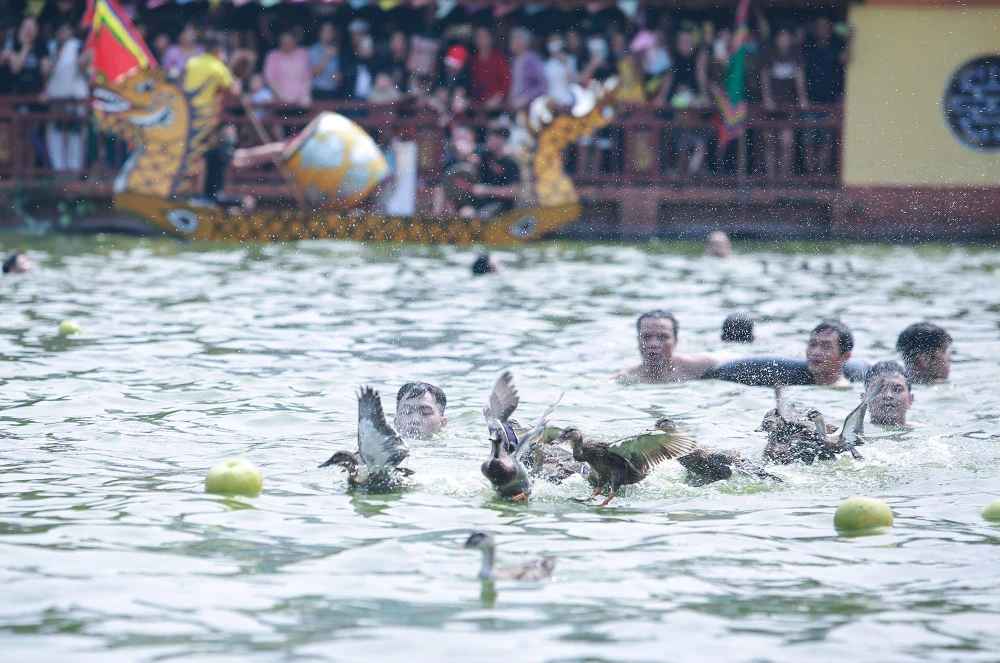 Trên bờ, người dân thi nhau ném hàng trăm quả bưởi xuống ao để đuổi cho vịt bơi tứ tán, "làm khó" những người đang bơi để bắt vịt dưới hồ.
