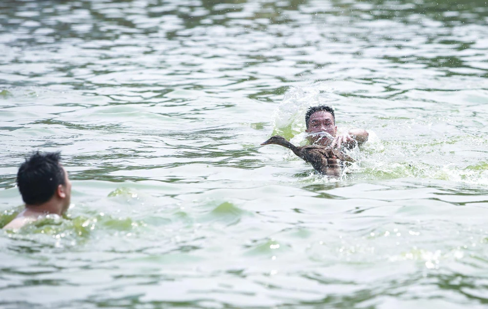 Ban tổ chức thả khoảng 50 con vịt xuống hồ để người bơi đuổi theo để bắt.