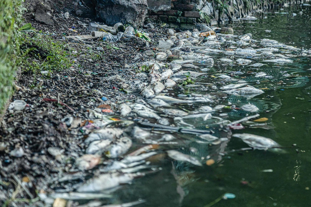 Những đợt sóng, gió... khiến nhiều xác cá dạt vào bờ.