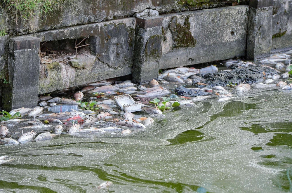 Cá chết nổi váng trên mặt nước, khiến mùi hôi thối bốc lên nồng nặc. Lãnh đạo UBND quận Tây Hồ cho biết, đơn vị đã nắm được thông tin cá chết hàng loạt và báo cho Công ty Thoát nước Hà Nội xử lý, khắc phục.