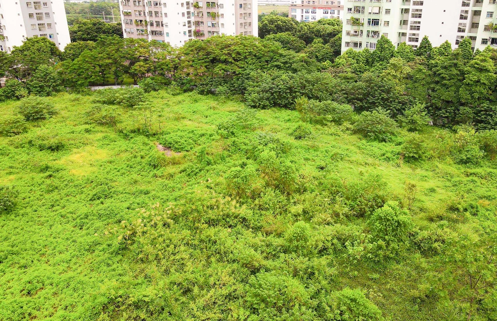 Cây cỏ bên trong khu đất mọc um tùm.