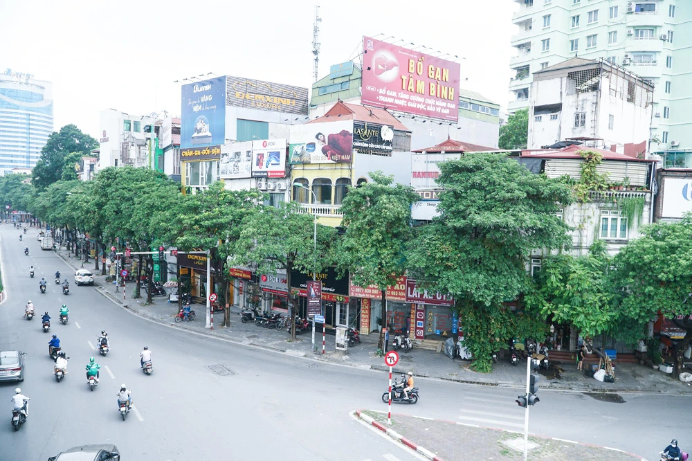 Bắt đầu từ cầu vượt Nguyễn Chí Thanh - Trần Duy Hưng, cây hoa sữa xuất hiện dày đặc dọc theo hai bên đường kéo dài đến ngã tư Huỳnh Thúc Kháng – Nguyễn Chí Thanh.