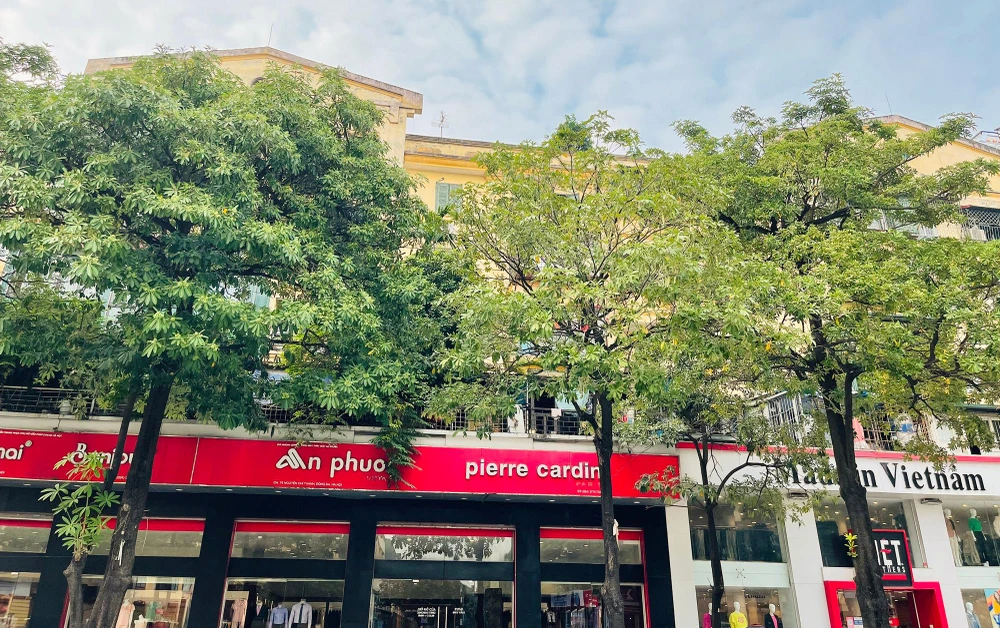 Các tán cây hoa sữa chen chúc, cao hàng chục mét, ngang tầng 3- 4 của các ngôi nhà.