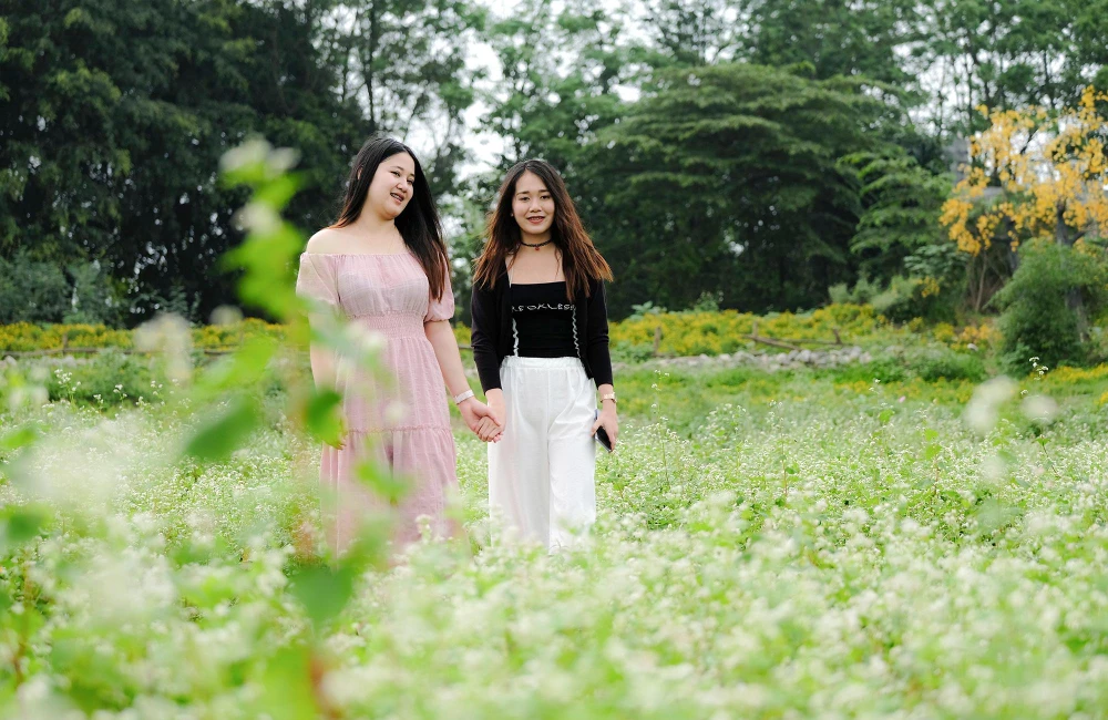 Loài hoa này đã trở thành nguồn cảm hứng thu hút du khách mọi miền đất nước đến Hà Giang tham quan và chờ đón Lễ hội hoa tam giác mạch thường niên tổ chức vào trung tuần tháng 11. Tới Hà Giang mùa này, du khách được check in với những cánh đồng hoa tam giác mạch bất tận.