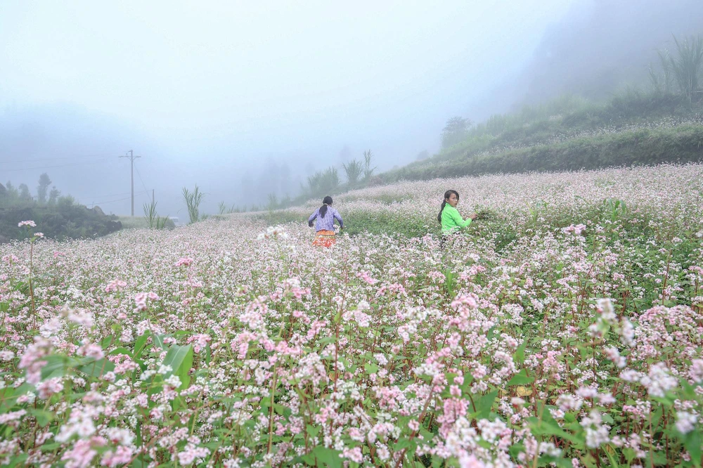 Vào cuối tháng 10, đầu tháng 11 hằng năm, những bông hoa tam giác mạch bung nở, sắc hồng tím nhẹ nhàng khắp các vùng đồi núi Hà Giang. Cảnh quan núi rừng hùng vĩ nơi đây với những đồi hoa tam giác mạch đẹp thuần khiết, làm say lòng du khách khi đến với mảnh đất địa đầu Tổ quốc.