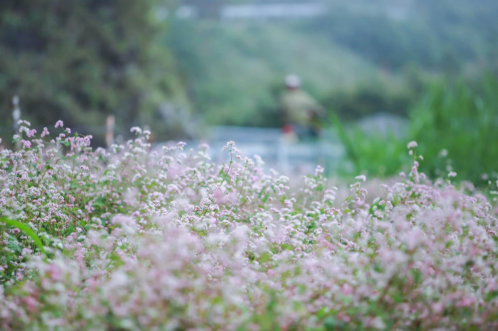 Màu sắc của hoa tam giác mạch thay đổi theo từng giai đoạn. Khi mới nở hoa mang màu trắng tinh khôi, rồi chuyển sang hồng nhạt, hồng ánh tím rồi đỏ sẫm cuối cùng chuyển sang đen khi tàn thì không còn đẹp nữa.