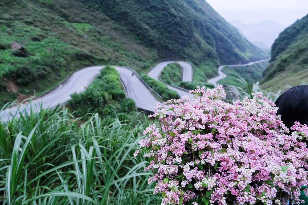 Cuối Thu, chớm Đông là lúc các thung lũng, sườn đồi, con đèo ở Hà Giang lại trở nên đẹp lạ thường bởi hoa tam giác mạch. Loài hoa vùng cao đặc trưng đã trở thành nguồn cảm hứng thu hút du khách mọi miền đất nước đến Hà Giang trong những năm qua.