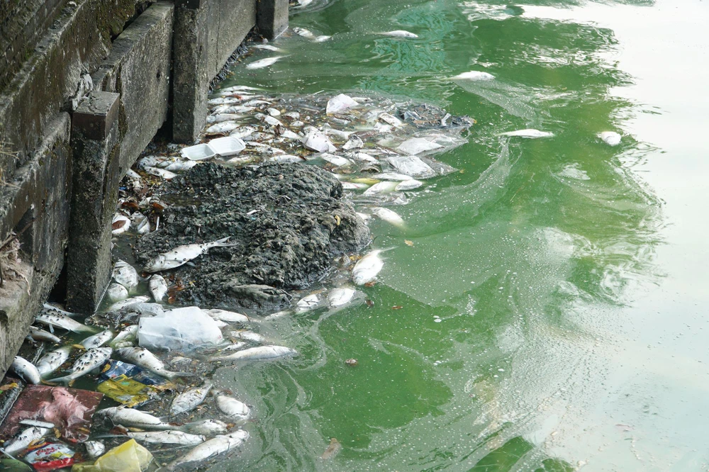 Một số người dân phỏng đoán, ngoài việc thay đổi thời tiết, nguyên nhân cá chết có thể một phần là do nguồn nước của hồ Tây đang bị ô nhiễm.