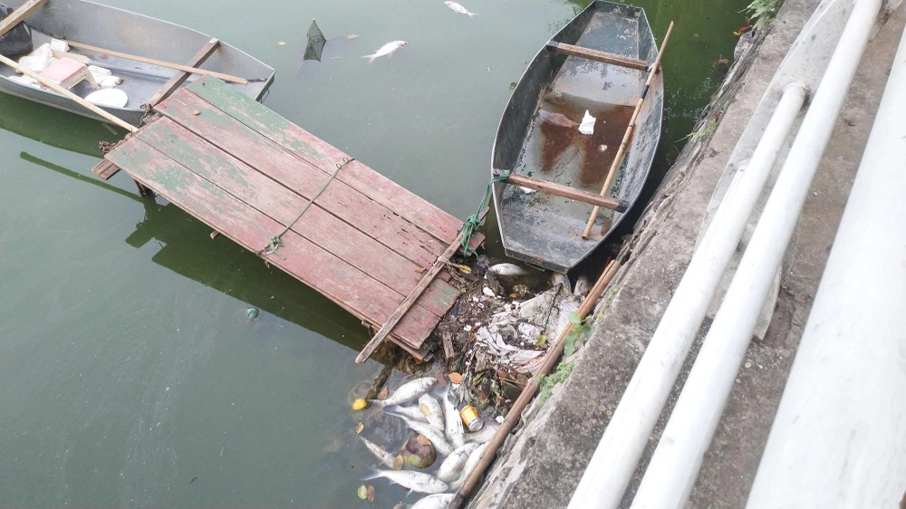 Thời gian đó, đại diện Công ty TNHH MTV Thoát nước Hà Nội - đơn vị phụ trách điều tiết và vệ sinh nước Hồ Tây - cho biết, đây là hiện tượng bình thường khi thời tiết thay đổi từ mưa sang nắng hoặc có thể là do người dân thả phóng sinh nên cá chưa thích nghi được với môi trường sống mới.