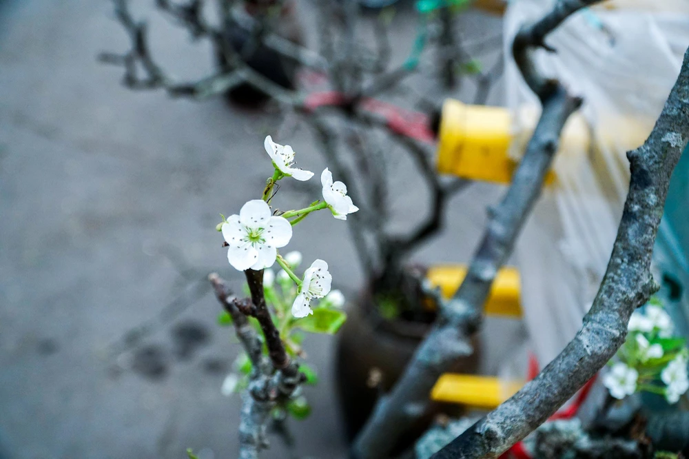 Một số tiểu thương tại chợ hoa Quảng An cho biết, những cành lê này được có nguồn gốc từ các tỉnh miền núi Bắc Bộ như Lạng Sơn, Lào Cai, Sơn La…