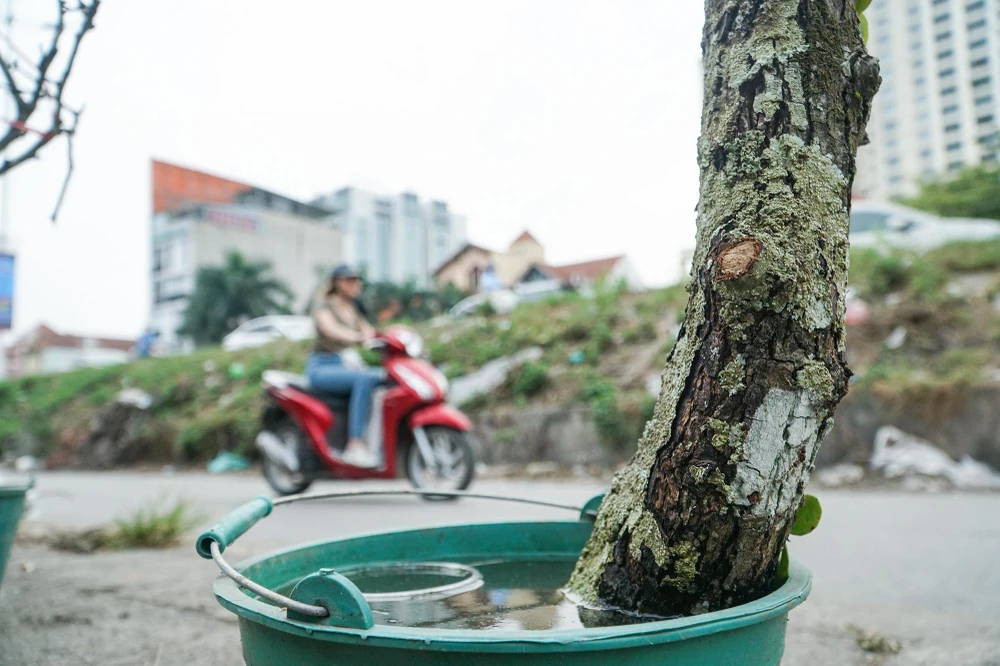 Những cành hoa lê phủ đầy địa y, rêu mốc, mang đặc trưng của miền sơn cước. Chúng được được cắm vào nước để giữ cho hoa tươi lâu.