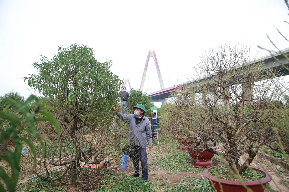 Nghề trồng đào đòi hỏi người nông dân phải kiên nhẫn, tỉ mỉ. Thời điểm tuốt lá đào cũng là công đoạn cuối chờ đón đào ra hoa.