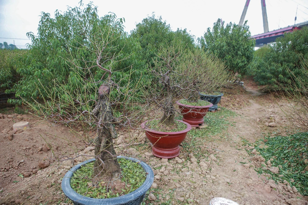 Một số người tuốt lá đào lâu năm ở đây cũng cho hay, nghề trồng đào thường phụ thuộc nhiều vào thời tiết nhưng nếu có kỹ năng tuốt lá vẫn có thể thành công. Thời tiết và bàn tay con người là yếu tố tác động để hoa nở.