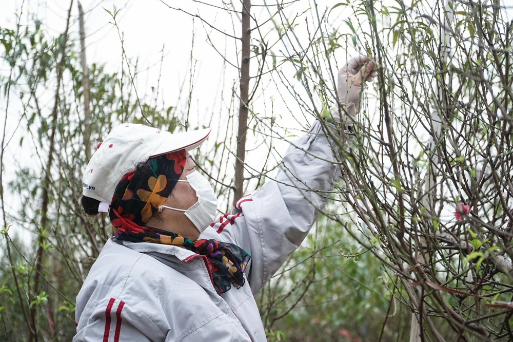 Ở thời điểm quan trọng và gấp rút này, người dân thường tính toán rất chi tiết và kỹ càng để hoa nở đúng dịp, mong cho mùa vụ thành công để bù đắp công sức chăm sóc suốt cả năm.