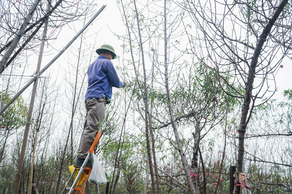 Cứ đến đầu cuối tháng 11 hằng năm là thời điểm các làng đào bắt đầu tuốt lá, chuẩn bị cho công đoạn nuôi mắt, ra nụ.