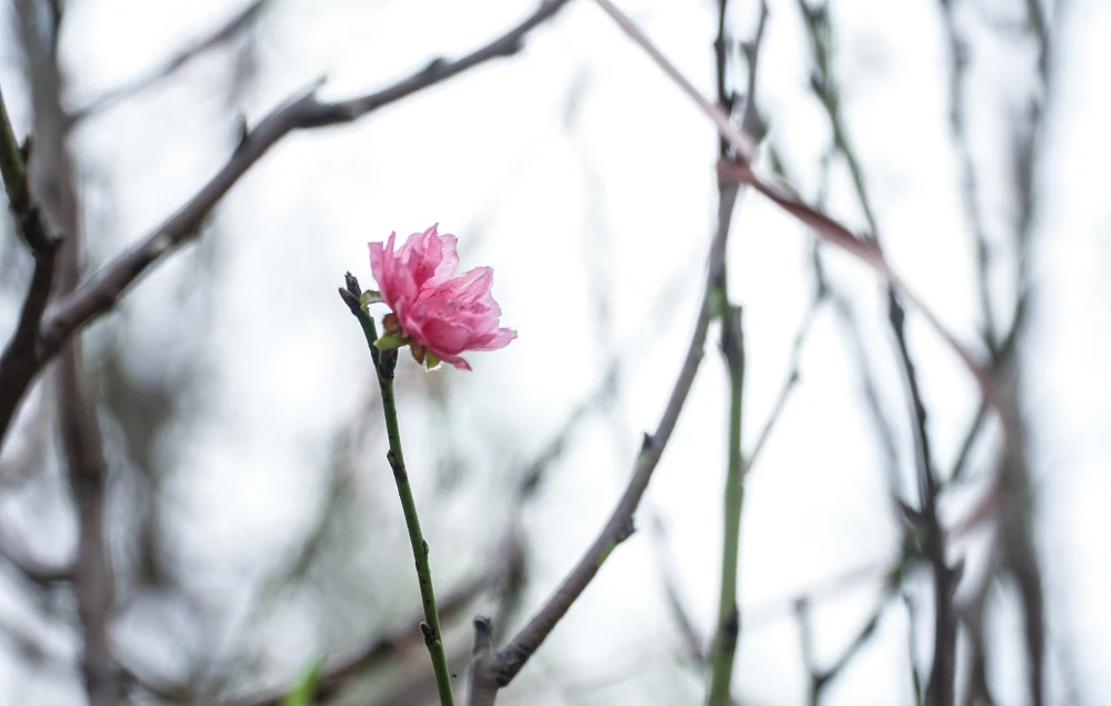 Nhiều cây đã điểm một vài bông hoa trên cành, đây là những hoa nở sớm, người chủ sẽ cắt để bán sớm, phục vụ dịp Tết Dương lịch.