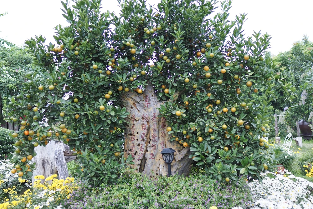 Ngoài quất mộc căn, quất ghép gỗ lũa cũng được xem như một tác phẩm nghệ thuật hoàn hảo được giới chơi cây cảnh săn lùng dịp Tết Nguyên đán.