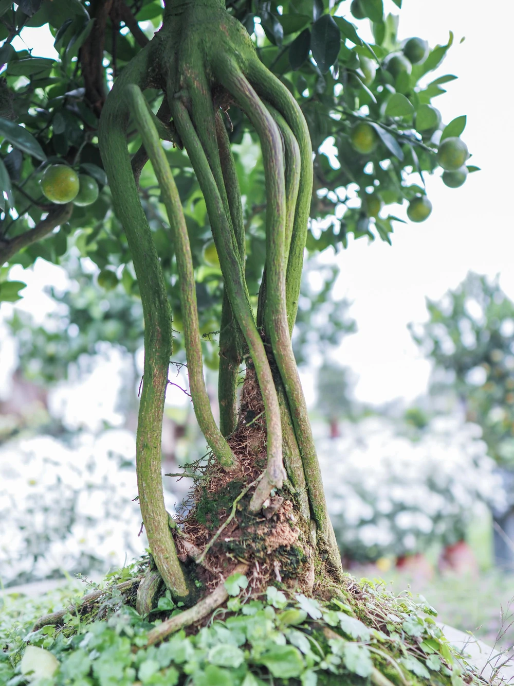 Việc rễ cây lộ ra đồng nghĩa với việc cây khó hút dưỡng chất hơn, đất cũng dễ bị khô hơn. Chính vì vậy người chăm sóc phải sử dụng kỹ thuật làm sao để rễ cây lộ ra nhưng không được ảnh hưởng đến chất lượng sống của cây.