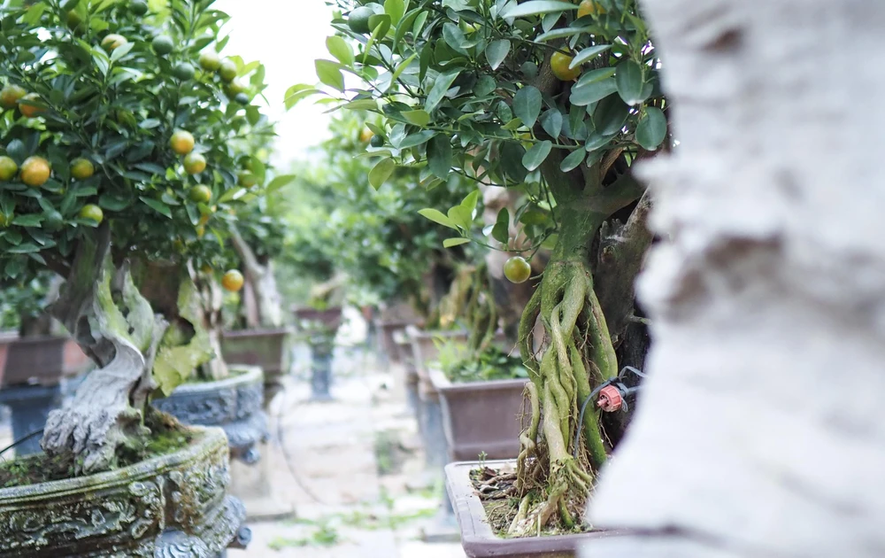 Để có được tác phẩm quất mộc căn vừa nghệ thuật lại vừa khỏe mạnh đòi hỏi người chăm sóc phải có kỹ thuật cao cùng với sự sáng tạo mạnh mẽ.