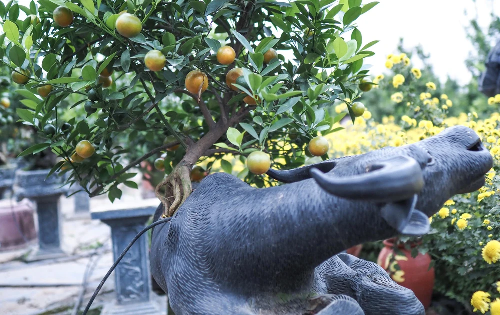 Nhiều bộ rễ mang ý nghĩa rất hay, có bộ rễ như bàn tay của phật, có bộ rễ lại như người con gái đang múa bale…