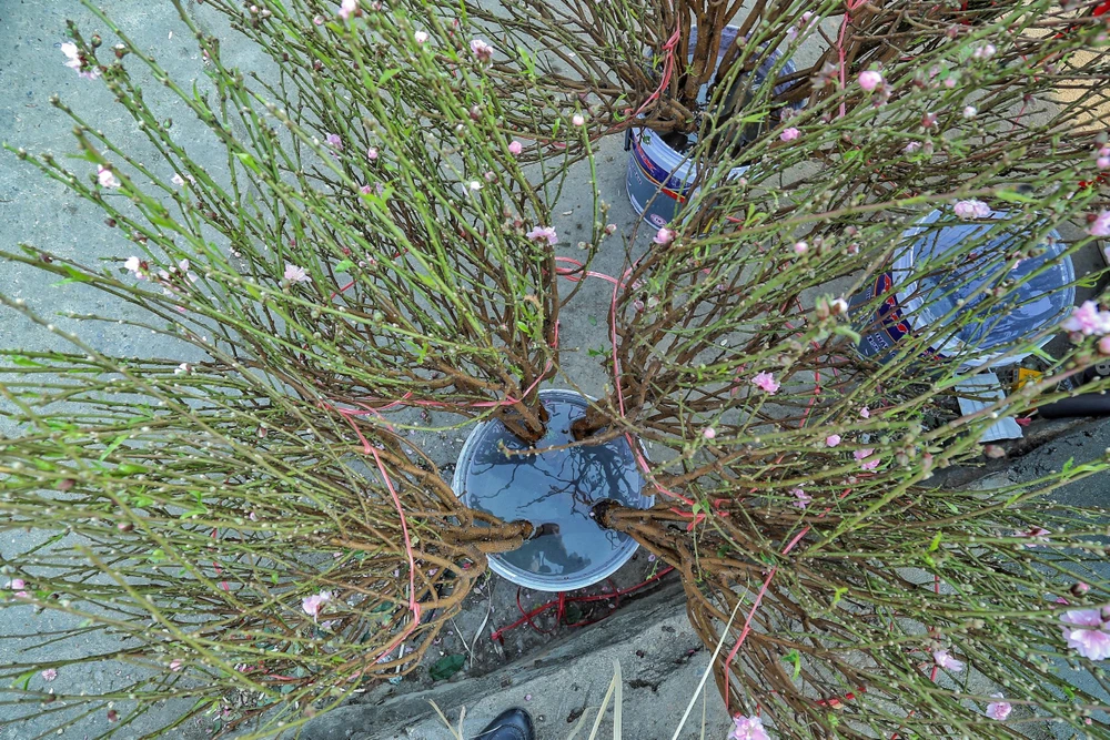 Vào dịp Tết Dương lịch 2023, khách hàng chơi không nhiều, nên số lượng cành đào được hãm cho nở hoa sẽ ít hơn dịp Tết Nguyên đán.