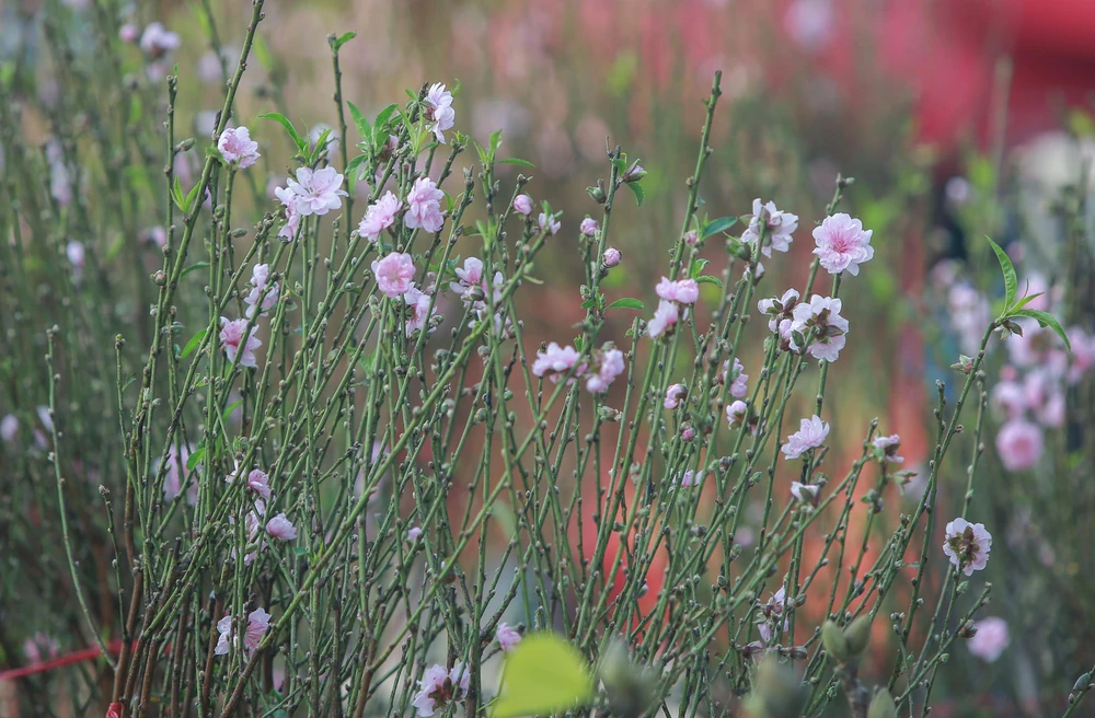 Một số tiểu thương tại đây chia sẻ, năm nay do thời tiết ấm lạnh đan xen nên hoa đào đầu mùa đã nở bung.