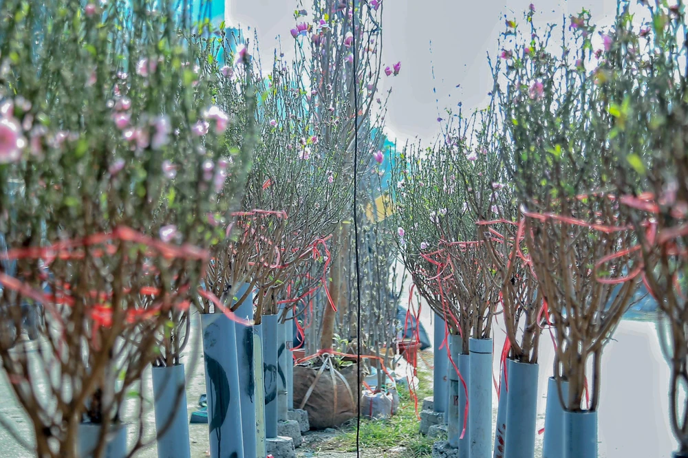 Bên cạnh đó, một số người bán hoa đào sớm nhằm đáp ứng nhu cầu của người dân mua về trang trí nhà cửa.