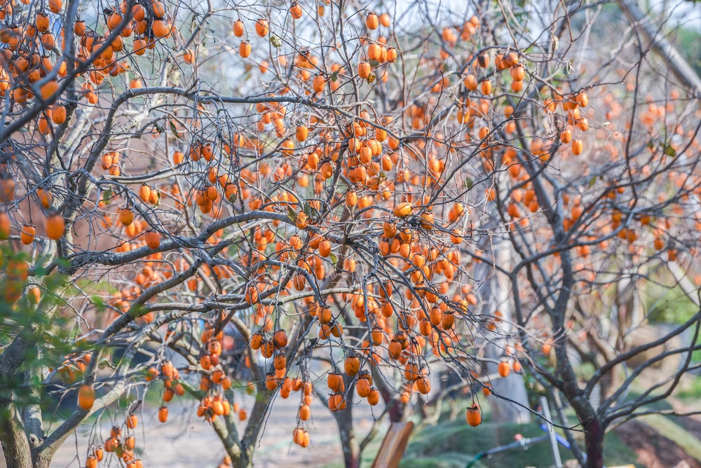 Hồng có thể chơi được hết tháng 4, khi qua vụ tết cắt quả đi và dưỡng lại cây có thể chơi được nhiều năm về sau.
