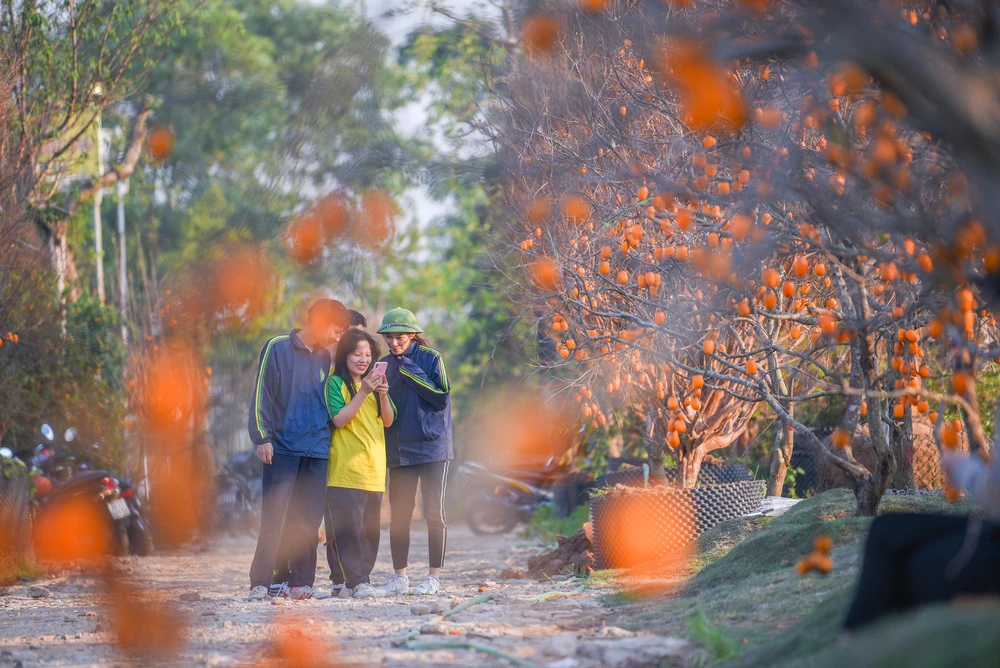 Những cây hồng ở đây khiến nhiều người có cảm giác như đang lạc vào không gian của núi rừng Tây Bắc.