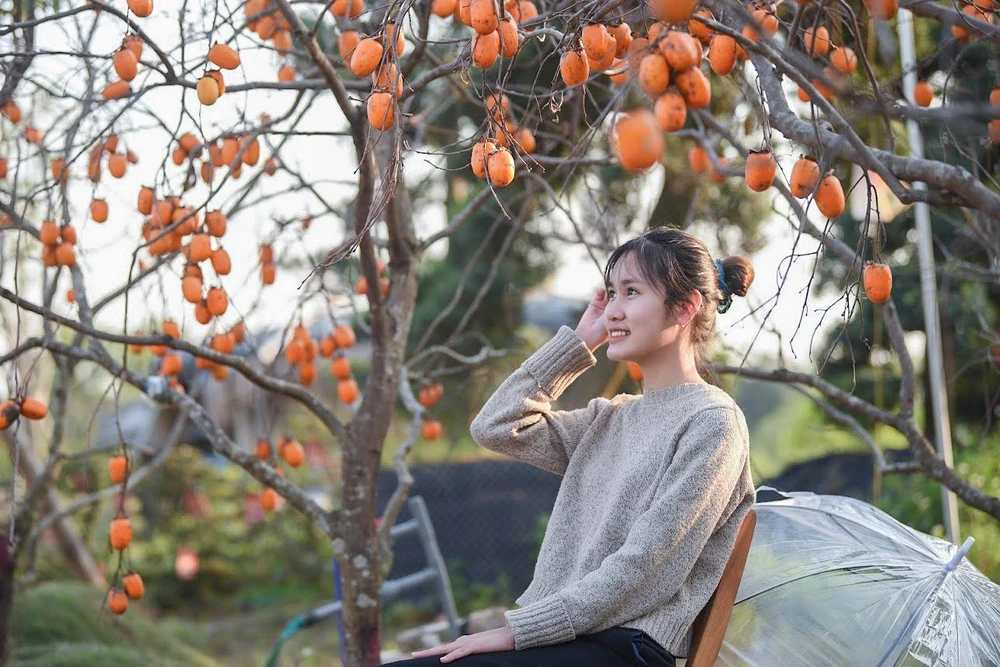 Chủ vườn cho biết, việc mua những cây hồng trên chủ yếu để bán trong dịp Tết.