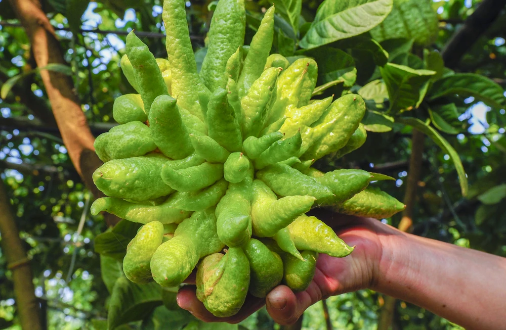 Theo người dân trong làng, nghề trồng phật thủ ở đây đã gắn bó với người dân đã hơn 20 năm, việc canh tác cây phật thủ ở Hoài Đức đã trở nên phổ biến, là nơi cung cấp đi khắp cả nước, nhất là dịp Tết đến, Xuân về.