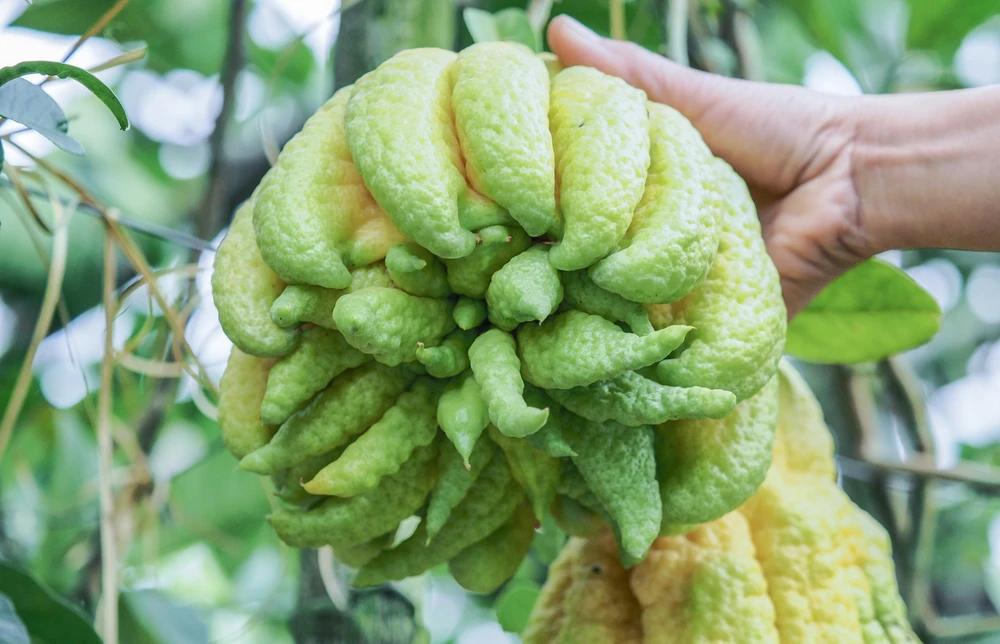 Theo chị Tuyết, cây phật thủ đơm hoa kết trái quanh năm, nhưng để có quả đẹp để phục vụ nhu cầu của người dân vào dịp lễ tết, người trồng cây phải “ép” đúng thời điểm, theo kỹ thuật thì quả mới sai và đẹp.